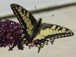 Nature Part 9